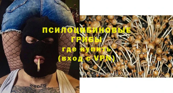 индика Бородино